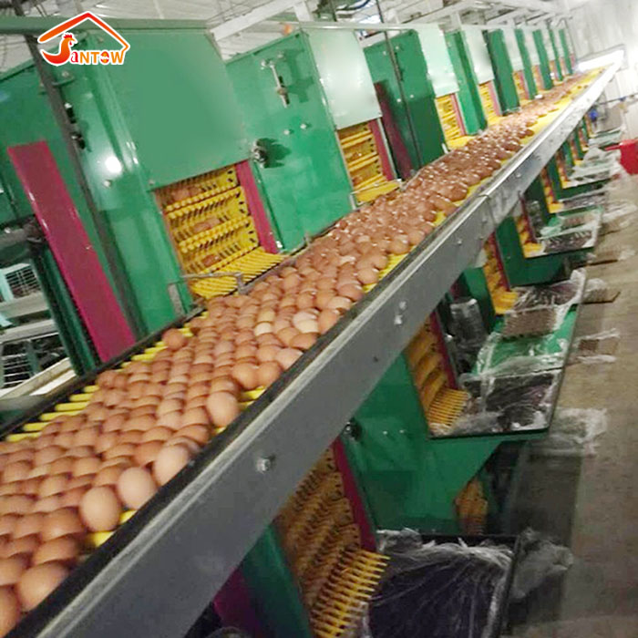 automatic egg collection machine.jpg