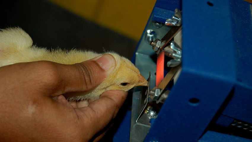 chicken-debeaking-or-beak-trimming.jpg